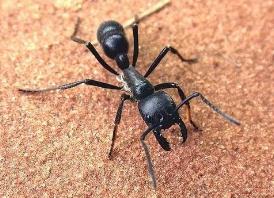 世界上毒性最强的蚂蚁子弹蚁，叮咬像子弹击中(疼痛指数第一)