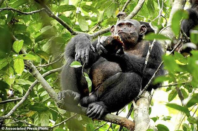 加蓬卢安果国家公园野生黑猩猩懂得砸碎龟壳吃里面的龟肉