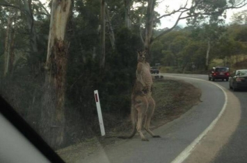 澳洲袋鼠鼓肌肉路边“立正盯车” 网友：想收过路费？