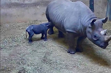 美国芝加哥动物园诞生一只珍稀东部黑犀牛