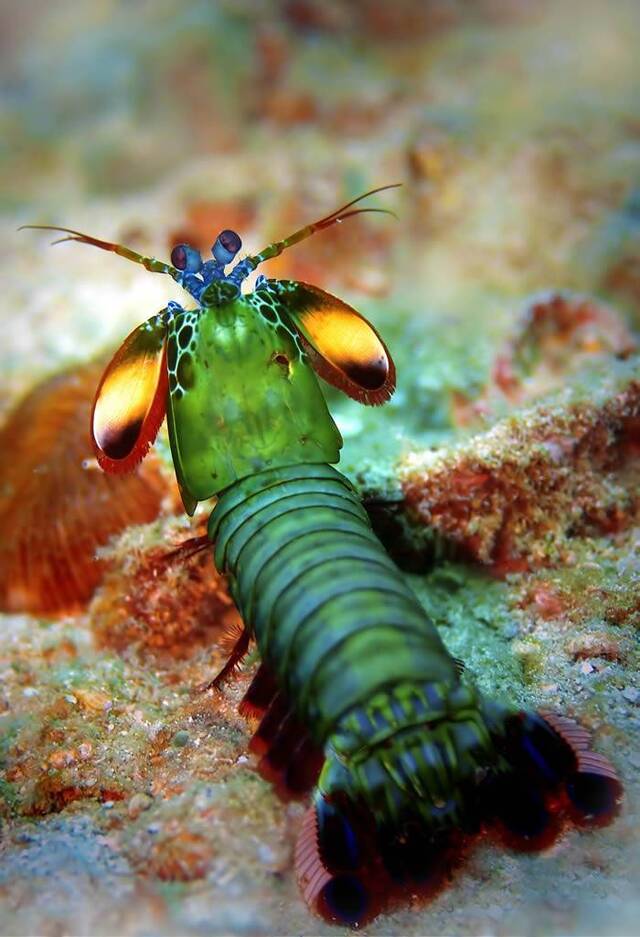 动物界的华丽杀手：雀尾螳螂虾Peacock mantis shrimp（蝉形齿指虾蛄）
