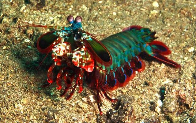 动物界的华丽杀手：雀尾螳螂虾Peacock mantis shrimp（蝉形齿指虾蛄）
