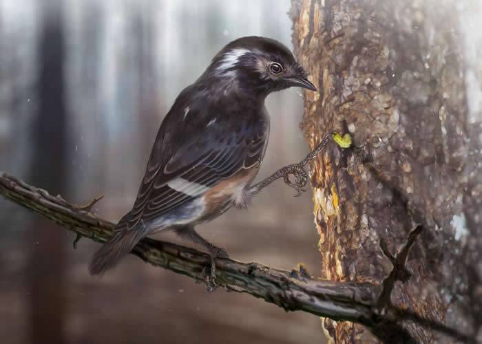 缅甸琥珀中发现古鸟类新物种——陈光琥珀鸟Elektorornis chenguangi