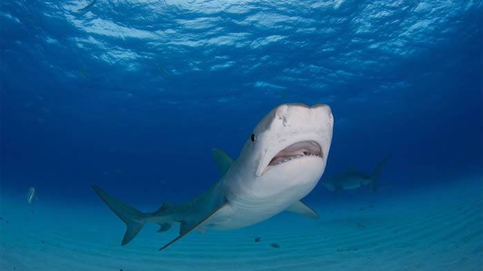 《生态学》杂志：落入水中的候鸟让墨西哥湾虎鲨的伙食变得更加丰盛
