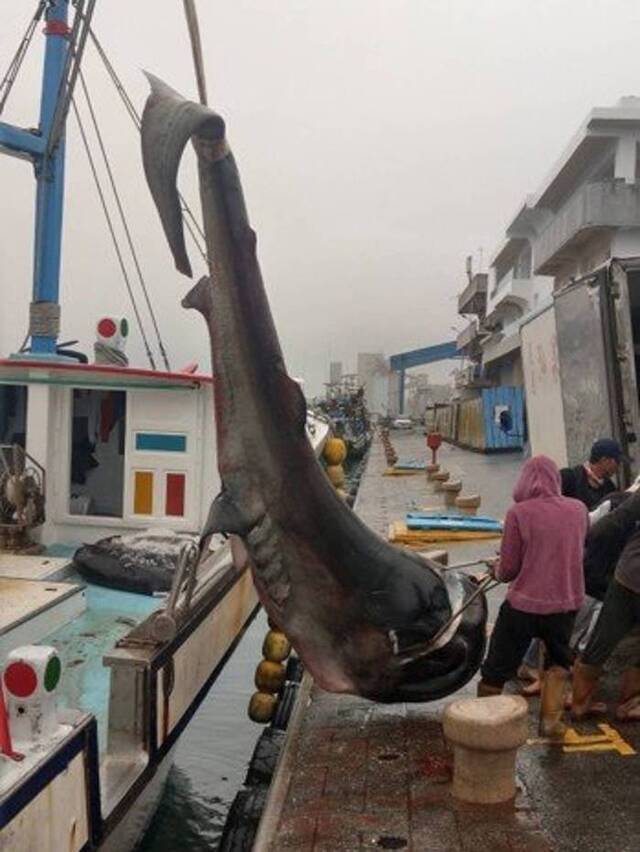 全球纪录巨口鲨不足130条 近半在台湾被捕获