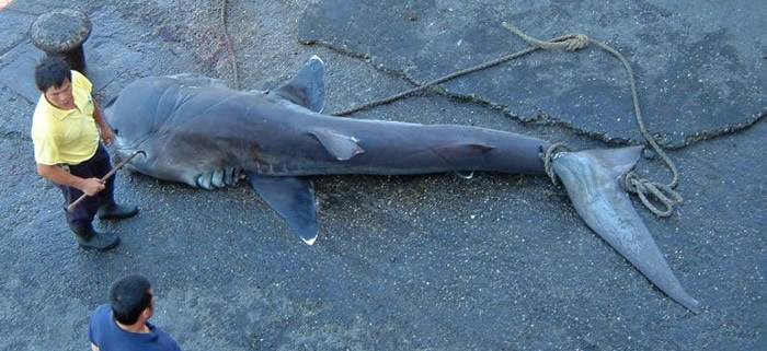 全球纪录巨口鲨不足130条 近半在台湾被捕获
