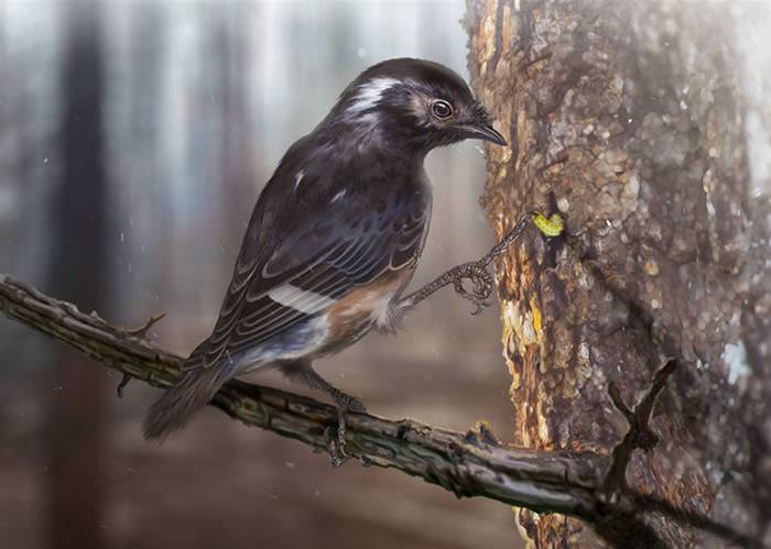 缅甸琥珀中发现鸟类新物种——琥珀鸟