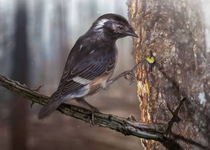 缅甸北部克钦邦胡冈谷地琥珀中发现9900万年前古鸟类新物种 命名为“陈光琥珀鸟”