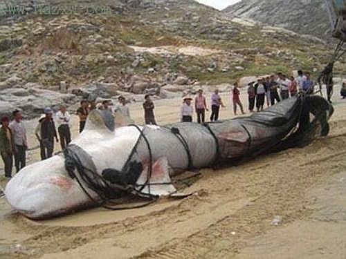 15米巨型哲罗鲑图片真假,揭秘哲罗鲑最大能有多大