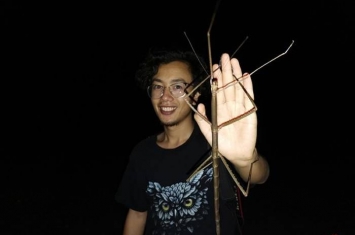 云南盈江观鸟协会理事长曾祥乐发现身长55公分的巨无霸竹节虫——马格纳斯竹节虫