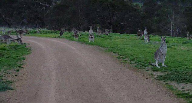 澳大利亚男子骑车穿过公园时引起众多袋鼠集体注视 场面凝重可怕