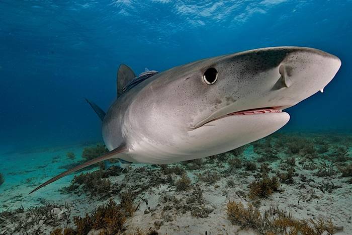 科学上首次确认鼬鲨（虎鲨）会不时吃掉陆栖鸟类