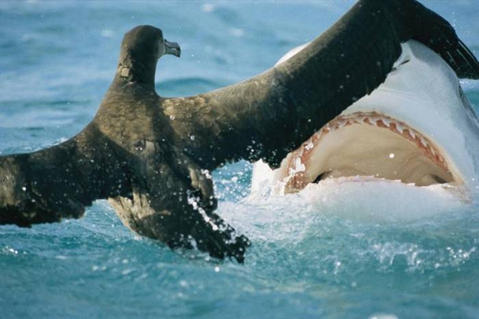 科学上首次确认鼬鲨（虎鲨）会不时吃掉陆栖鸟类