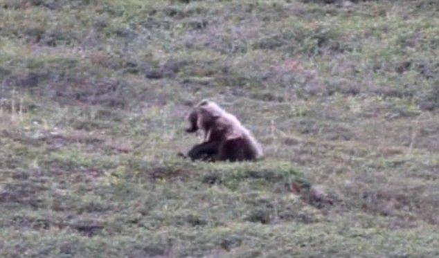 美国阿拉斯加州德纳里国家公园灰熊为了好玩从山坡上翻滚而下 重复20多次