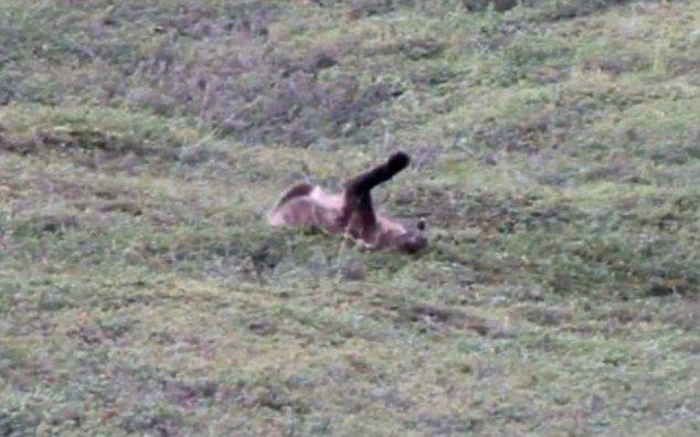 美国阿拉斯加州德纳里国家公园灰熊为了好玩从山坡上翻滚而下 重复20多次