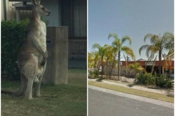 澳洲昆士兰布里斯班6呎巨型袋鼠杀出拦路 吓坏驾车母亲