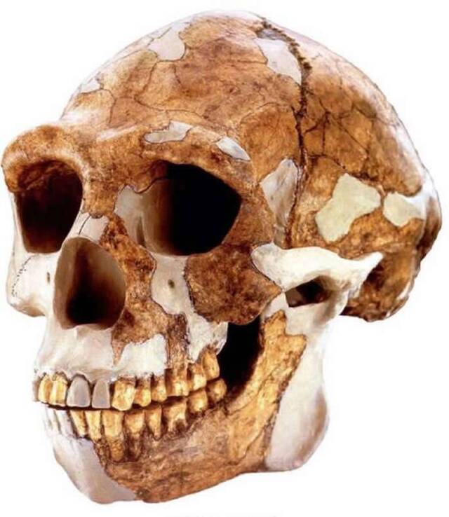 北京猿人头盖骨发现90周年 高星权威解读我们的祖先