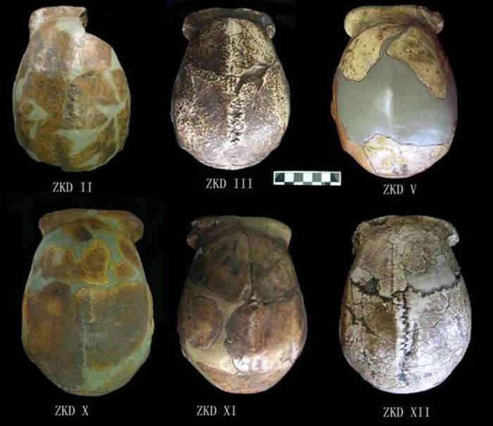 北京猿人头盖骨发现90周年 高星权威解读我们的祖先