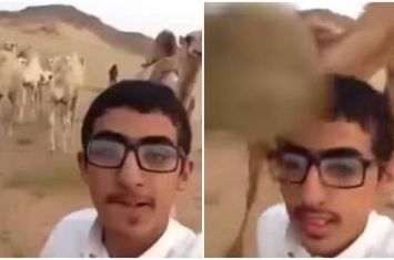 男子走在骆驼群前方自拍 遭骆驼攻击