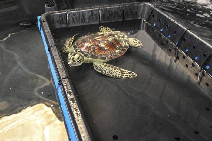 大约有100只濒临灭绝的海龟在美国德克萨斯州被大风暴冲上海岸