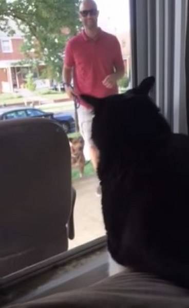 美国华盛顿一名猫咪发现男主人牵着一只新狗狗回家不禁勃然大怒