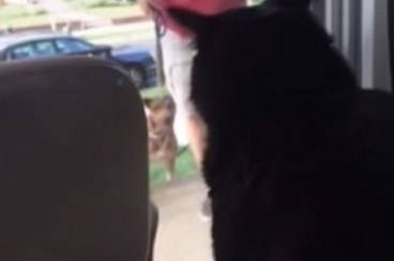 美国华盛顿一名猫咪发现男主人牵着一只新狗狗回家不禁勃然大怒