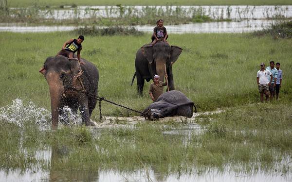 印度林业部借助大象来拖运一具犀牛尸体