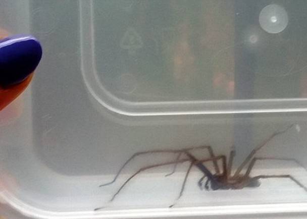 英国肯特郡女子家中惊见老鼠大小的巨型蜘蛛