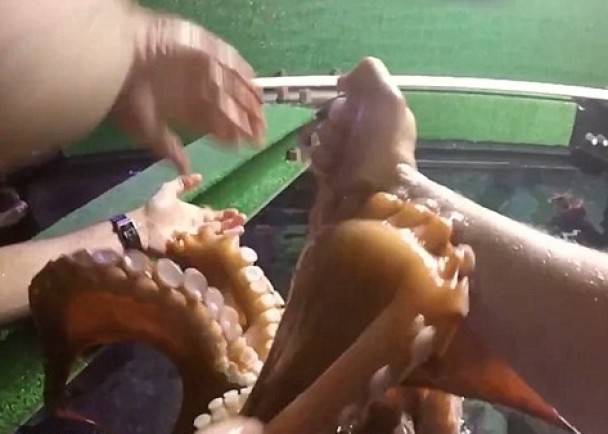 英国记者被北太平洋巨型八爪鱼吸住手臂
