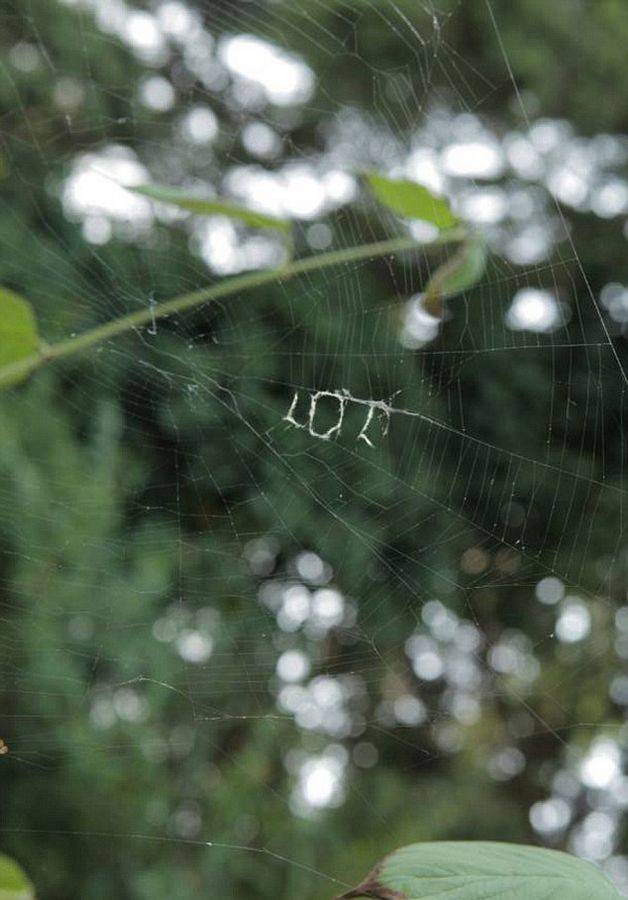 美国女摄影师在自家门口抓拍到“大笑”蜘蛛网