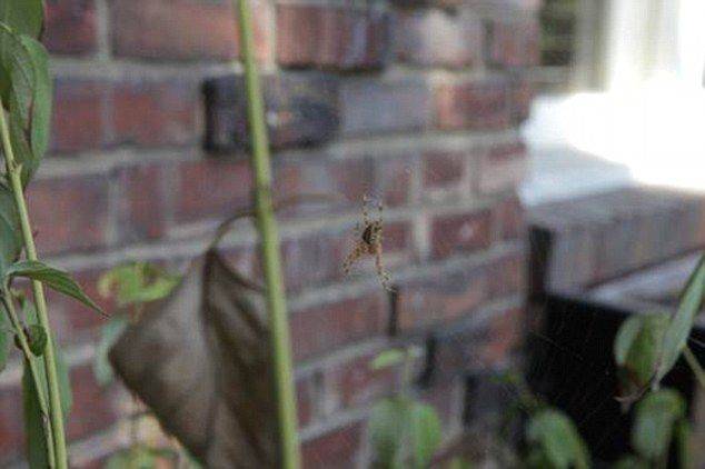 美国女摄影师在自家门口抓拍到“大笑”蜘蛛网