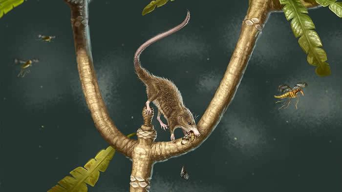 中国发现的侏罗纪时期早期哺乳动物化石揭示了灵动舌头的演化起源