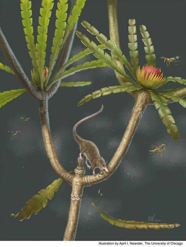 中国发现的侏罗纪时期早期哺乳动物化石揭示了灵动舌头的演化起源