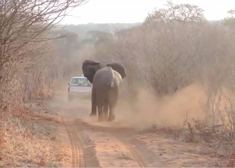 非洲津巴布韦大象午睡被人打扰吵醒 狂追游客