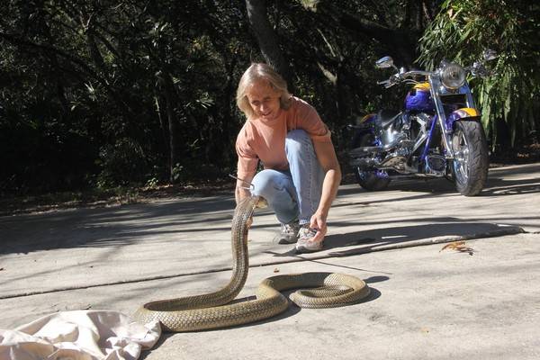 2.5公尺眼镜王蛇逃跑 美国佛州奥兰多全动员搜寻