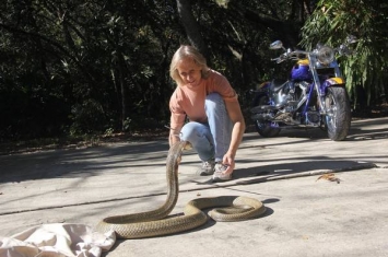 2.5公尺眼镜王蛇逃跑 美国佛州奥兰多全动员搜寻