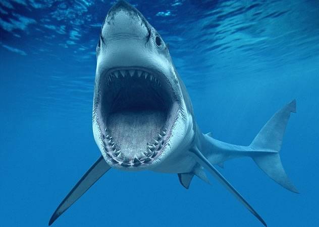 澳洲65岁老翁滑浪遇大白鲨袭击 幸捡回一命