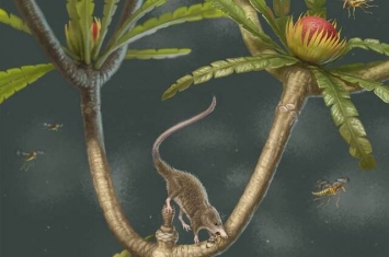 内蒙古宁城发现的新侏罗纪哺乳型动物“微小柱齿兽”揭示了哺乳动物舌骨的早期演化
