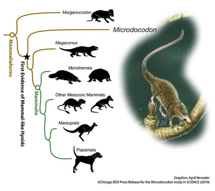 内蒙古宁城发现的新侏罗纪哺乳型动物“微小柱齿兽”揭示了哺乳动物舌骨的早期演化