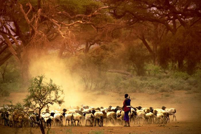 放牧和耕作是分阶段传入非洲东部并影响人群的