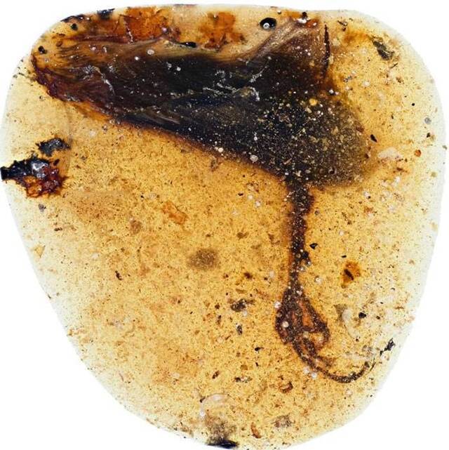 封印在缅甸琥珀中的远古鸟类“陈光琥珀鸟”Elektorornis chenguangi有着古怪的长脚趾