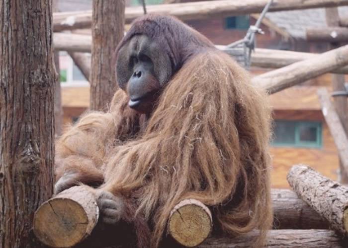 全国唯一会画画的红山森林动物园红毛猩猩“乐申”逃走 麻醉后暴毙