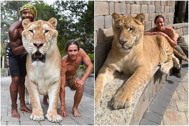 美国南卡罗来纳州莫特尔滨海野生动物园培育出“世界上最大的猫科动物”狮虎Apollon