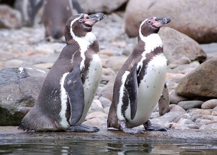 德国萨克森州德累斯顿动物园洪堡企鹅孵蛋失败残杀4同胞