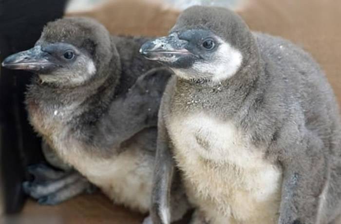 德国萨克森州德累斯顿动物园洪堡企鹅孵蛋失败残杀4同胞