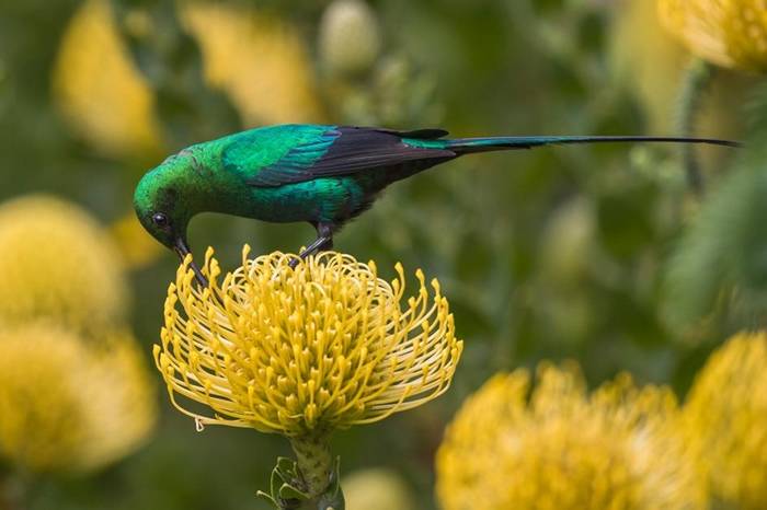 “奢华效应”：新研究指出南非较富裕的城区能够吸引更多原生鸟类