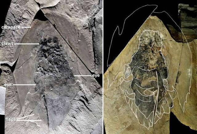 加拿大落基山脉出土5.06亿年前寒武纪海洋生物Cambroraster falcatus的化石