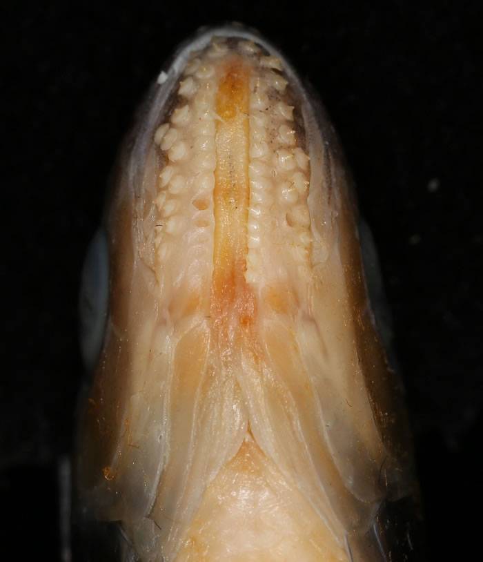 中缅联合发表缅甸北部葡萄地区鲤科鱼类新种——葡萄真马口波鱼Opsarius putaoensis