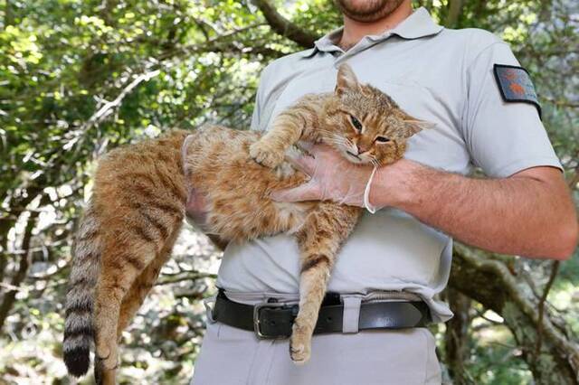 法国科西嘉岛发现猫科动物新物种——狐猫