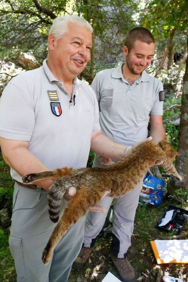 法国科西嘉岛发现猫科动物新物种——狐猫